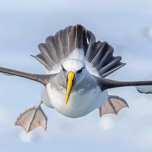 Финалист в номинации «Животные в дикой природе» | Источник: Chris Young / Australian Geographic Nature Photographer 2025