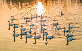 Китайские лебеди встречают закат
