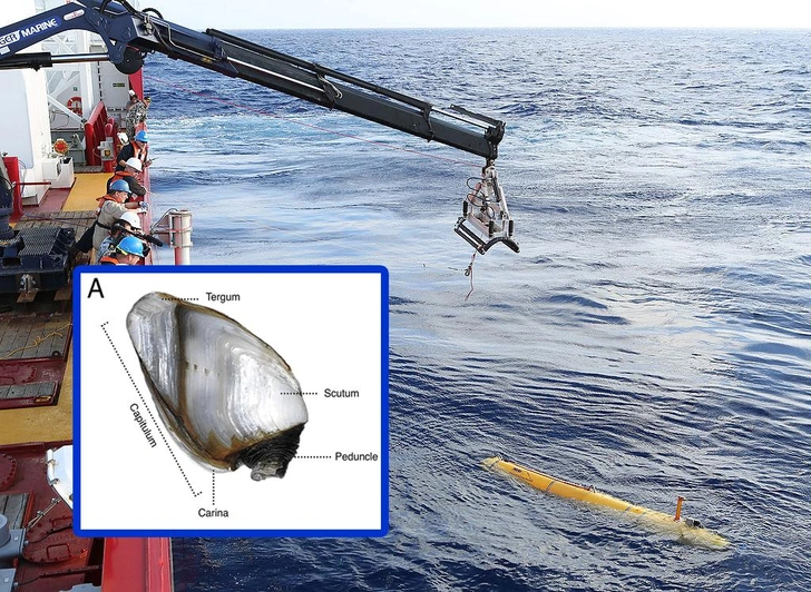 Обломки по всему океану: как морские уточки помогут найти затонувший 9 лет назад Boeing 777