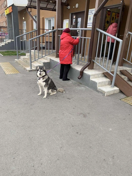 Эта милая хаски готова добросовестно охранять территорию, пока ее хозяйка покупает продукты к обеду, попутно облаивая прохожих и хозяев квартир | Источник: предоставили жители Коммунистической, 18А