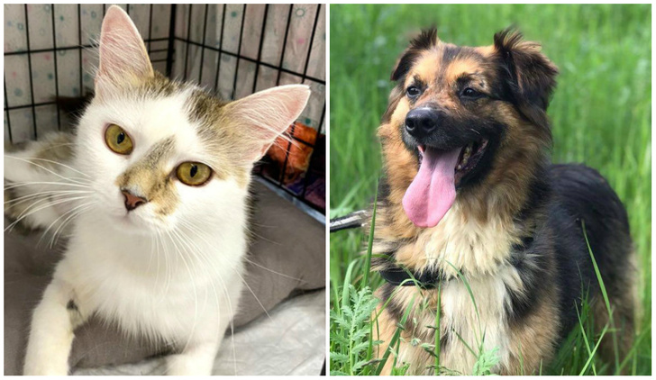 Котопёс недели: ласковая кошка Шарлотта и благовоспитанный пес Рябчик ищут дом