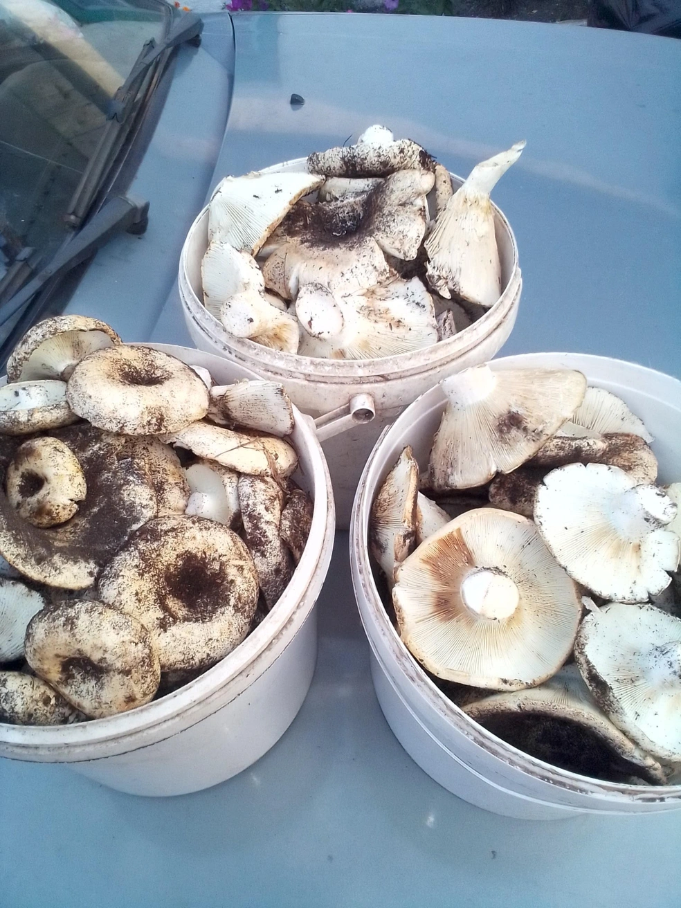 На груздянку хватит, можно и засолить баночку-другую  | Источник: Грибы Челябинской области / Vk.com 