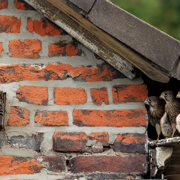 Три молодые пустельги, готовятся покинуть гнездо. Дортмунд, Германия | Источник: Peter Lindel / Wildlife Photographer of the Year 2025