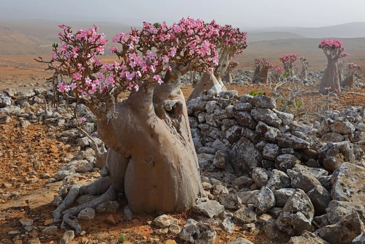 Адениум тучный (Adenium obesum socotranum) терпеливо пережидает засуху, питаясь запасенной в бочкообразном стволе влагой. Но вот пришла пора, и внезапно его толстые ветви покрылись нежными цветами  | Источник: Shutterstock/Fotodom.ru