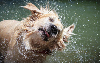 Почему мокрая собака сильнее пахнет псиной?