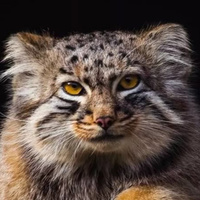 Аватарка Манулиха