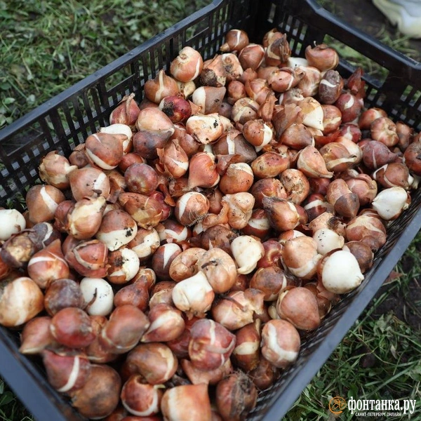 Источник: Сергей Михайличенко / «Фонтанка.ру»