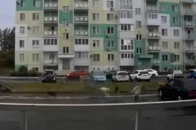 Стая из 15 псов терроризирует омичей