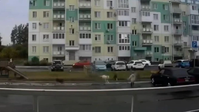 Животные держат всех в страхе | Источник: «Аварийный Омск» / Max.ru