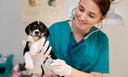 Топ-3 породы собак, которых ветеринары боятся лечить