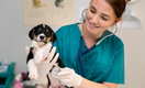 Топ-3 породы собак, которых ветеринары боятся лечить