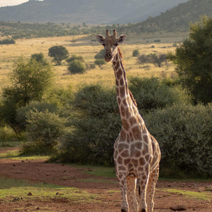 Тест: насколько вы любопытный? Выберите одного из 4 жирафов