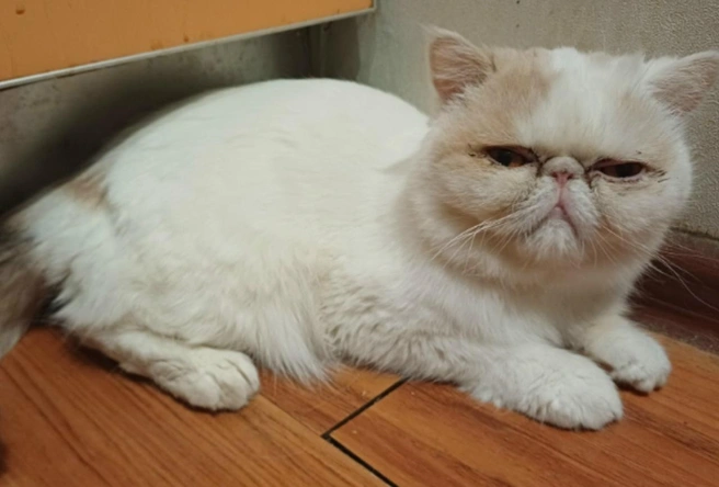 Экзотка натерпелась за свою жизнь | Источник: Екатерина