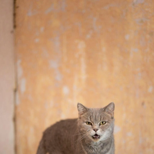 Источник: Елена Гасанова