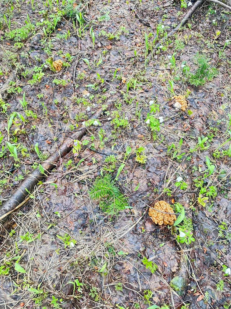 Посмотрите, какие большие | Источник: Александра Карамазова / «Дары лесов Урала» / Vk.com