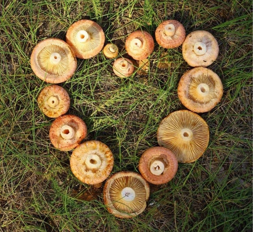 А вы собираете необычные грибы или же только популярные?  | Источник: Ольга Курочкина 