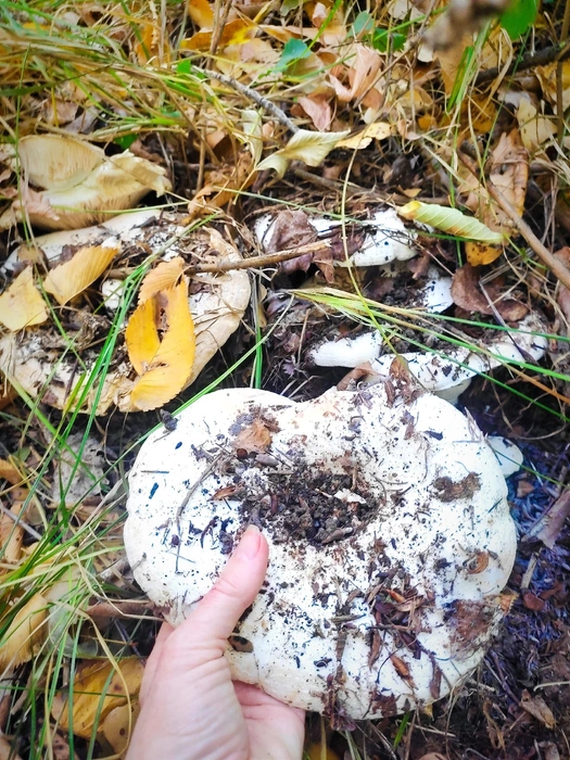 Шикарный грибочек, за который пришлось побороться | Источник: Елена Ковалева