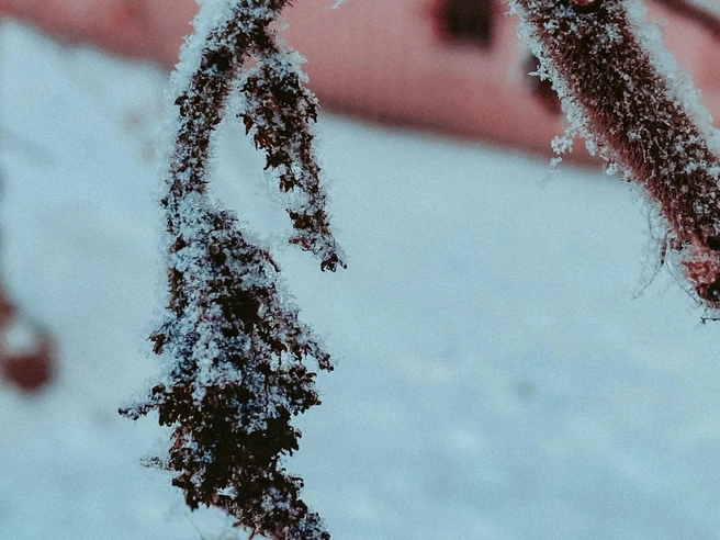 Каждая ворсинка на стебле, кажется, дрожит от холода | Источник: Юлия Воропаева