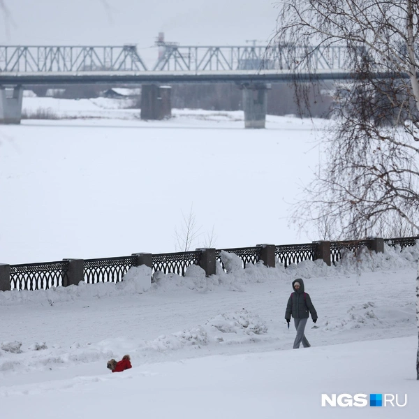 У владельцев собак варианта не идти утром гулять просто нет | Источник: Александр Ощепков / NGS.RU