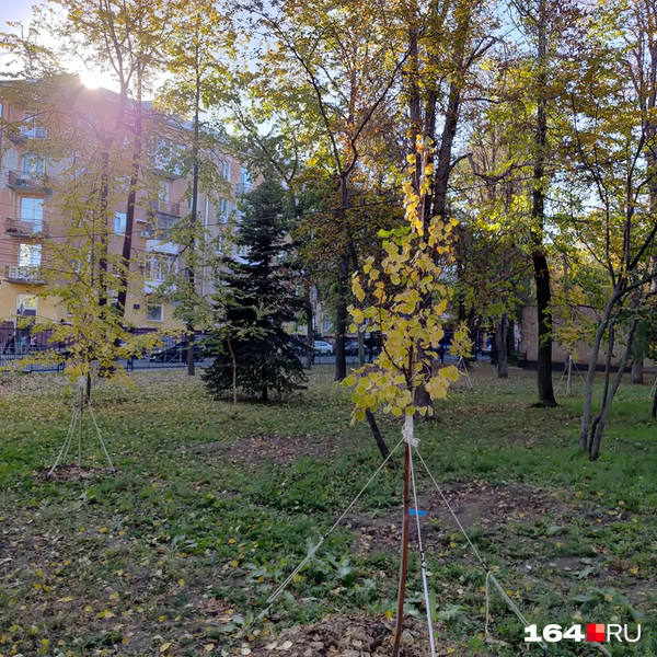 Источник: Сергей Гендин / 164.RU