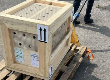 Ее переврзили в специальном контейнере с отверстиями для вентилирования | Источник: Калининградский зоопарк
