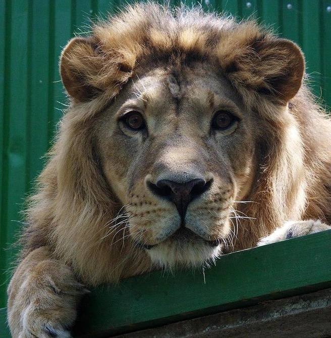В зоопарк Гоша попал, еще будучи котенком | Источник: «Иркутский зоопарк» / Telegram