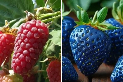 Необычные ягоды с маркетплейсов: приживутся ли в Омске