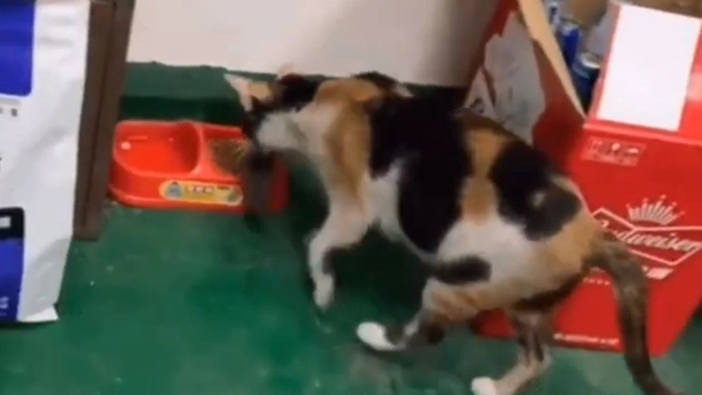 Видео с котом, который кормит мышь обедом, стало вирусным