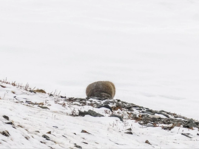 «Камень» показал не только себя во всей красе, но и свой характер | Источник: Межрегиональная ассоциация «Ирбис»