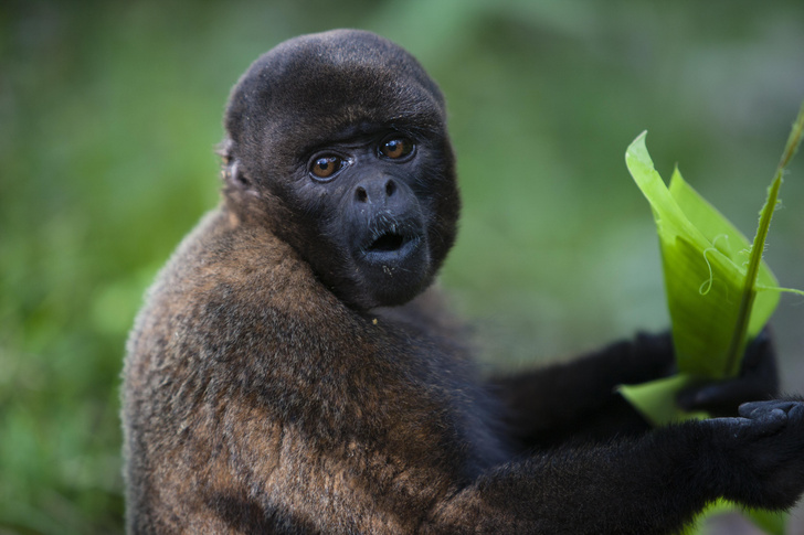 Приговор в пользу обезьяны: первая в мире страна дала животным юридическое право на свободу от жестокости