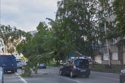 Дерево рухнуло на провода в Калининском районе Новосибирска