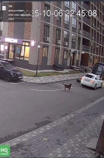 Момент ЧП попал на видео. По записи ясно, что во дворе ЖК возле детской площадки живёт стая бродячих собак. И в мэрии об этом прекрасно знают. | Источник: стоп-кадр видео читателя Voronezh1.ru