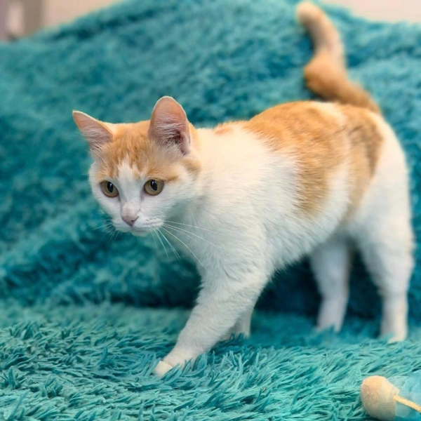 Злата умеет ладить с другими питомцами | Источник: «Кошки в дар (Новосибирск) от „Потеряшка-НСК“» / Vk.com