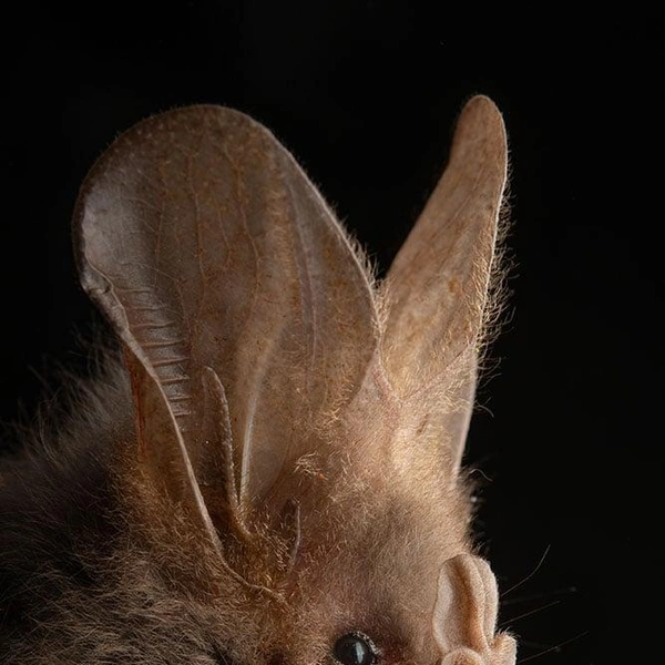 Малайский ложный вампир (Megaderma spasma) | Источник: José Gabriel Martínez-Fonseca via PetaPixel