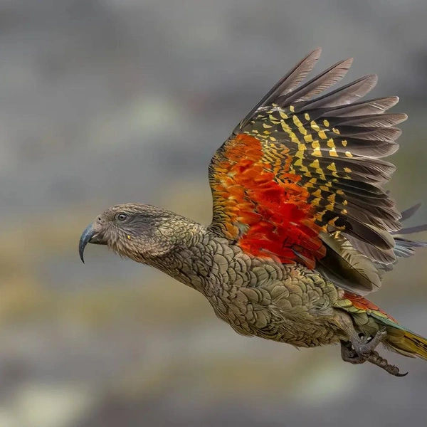 Третье место в номинации «Фотографы в возрасте 15-17 лет» | Источник: Jack Hinz / Bird Photographer of the Year 2025