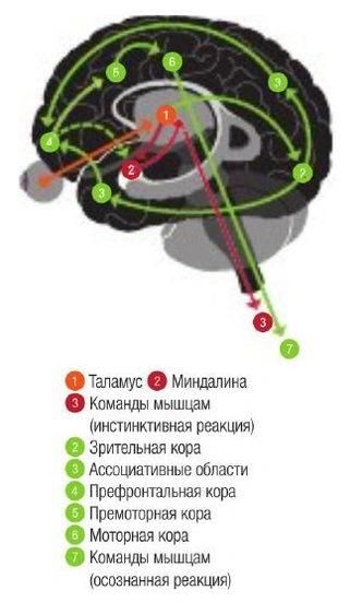 Во власти толпы: почему паника мгновенно распространяется среди людей