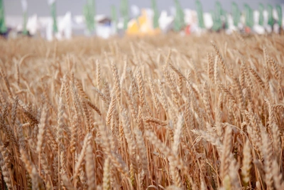 Тёплая зима угрожает переростом озимой пшеницы