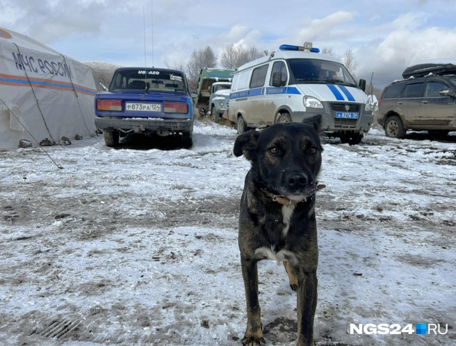 Территория поискового лагеря | Источник: Алексей Тайганавт / NGS24.RU