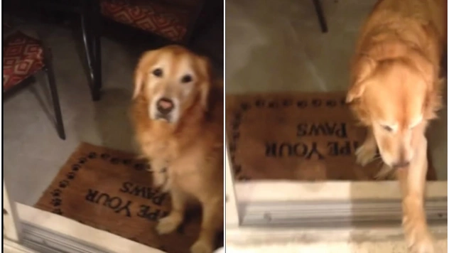 Однажды эта собака врезалась в стеклянную дверь и с тех пор очень и очень осторожна (видео)