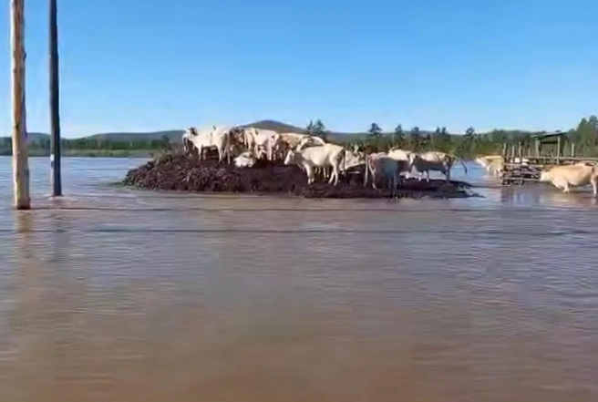 Пять телят погибло под водой | Источник: SakhaNews / 1sn.ru