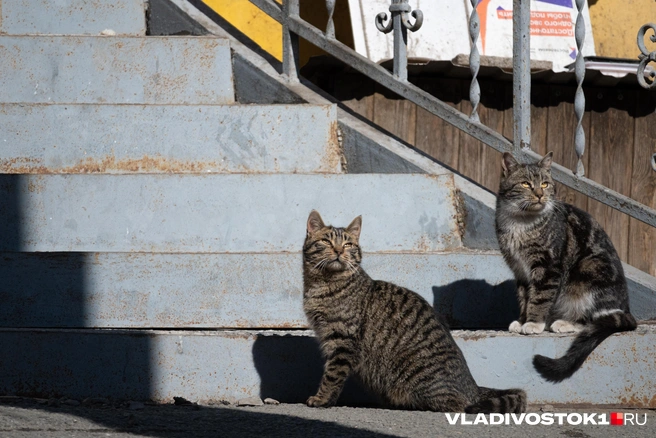 Источник: Елена Буйвол / VLADIVOSTOK1.RU