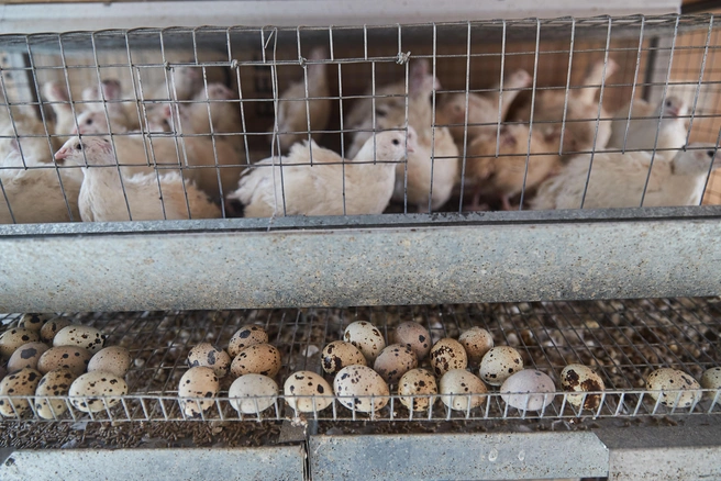 Осенью 2024 года Шкитины взяли социальный контракт на разведение перепелов | Источник: Александр Ощепков / NGS.RU