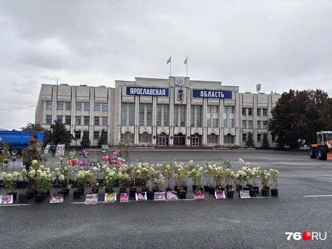 Ярмарка располагается напротив правительства | Источник: Анастасия Вязигина / 76.RU