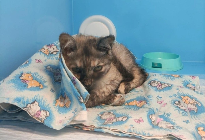 Кошка попала в приют еще котенком | Источник: АНО «Центр помощи бездомным животным „МУРКОТ“» / vk.com