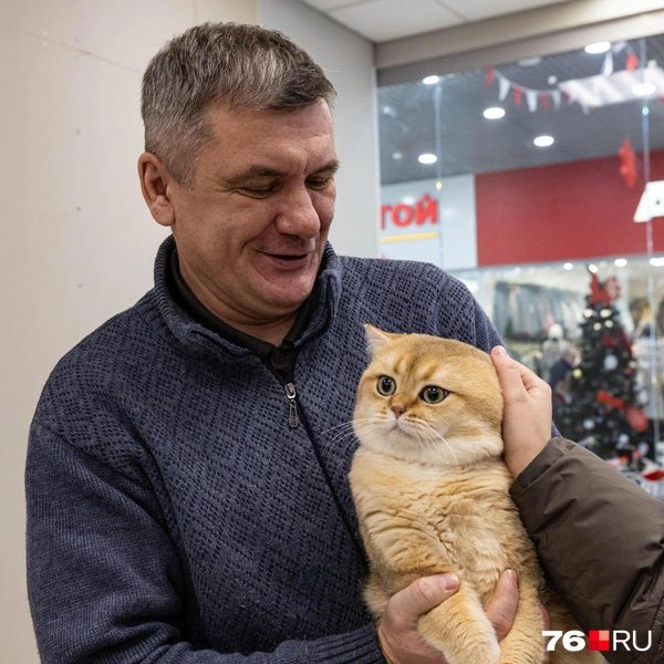 На руках у Сергея главный производитель питомника, домашние зовут его Джерри. По словам заводчика, котик немного трусоват, зато красив собой и неагрессивен. На данный момент Джерри имеет титул Большого международного чемпиона | Источник: Артем Бауман / 76.RU