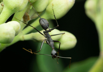Уничтожали целые экосистемы: ученые нашли естественное оружие против безумных муравьев-захватчиков