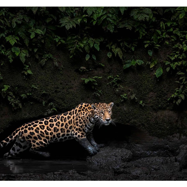 Фото ягуара в амазонских джунглях победило в главной номинации в зачете для цветных снимков | Источник: Karine Aigner / HIPA 2025