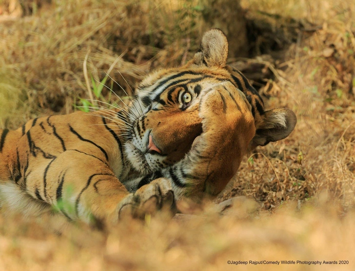 Самые смешные фото тигров за всю историю Comedy Wildlife Photography Awards и Wildlife Photographer of the Year | Источник: Comedy Wildlife Photography Awards