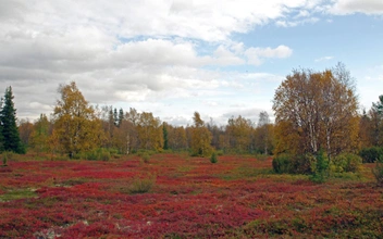 Север кормит, Север светит, Север помнит: чем удивляет Ненецкий автономный округ и почему сюда стоит ехать в начале осени