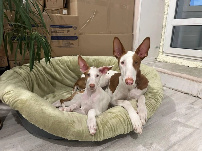 Этот кадр сделали весной, когда в квартире полным ходом шел ремонт. Чивас тут совсем маленький, сейчас уже догнал по росту Атласа  | Источник: личный архив Надежды Купченко